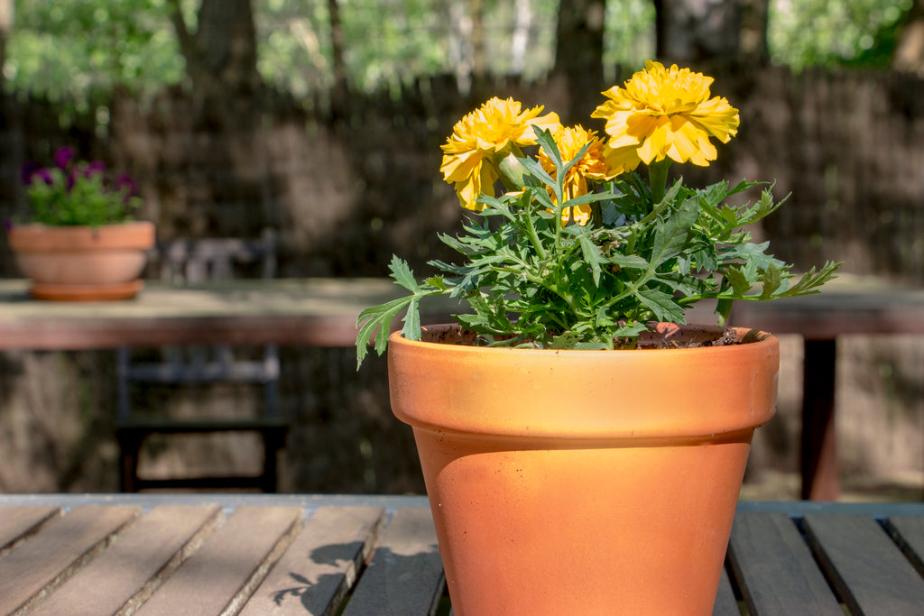 Sant Martì Vell - Girona